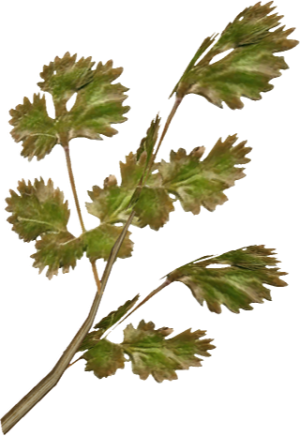 20251118162843!EN-Ingredient-Frost Mirriam 01.png