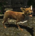 EN-Creature-Rabid Fox.jpg