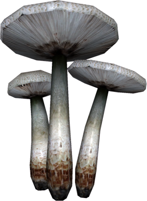 20251118162742!EN-Ingredient-Leucoagaricus.png