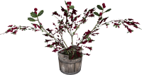 EN-Placeable-Holly (Potted).png