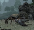 EN-creatures-king crab.jpg