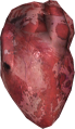 EN-Ingredient-Human Heart.png