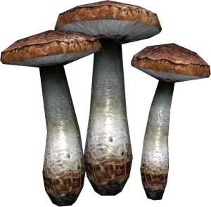 20251118162736!EN-Ingredient-Red Russula.png